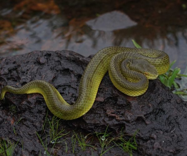 Bamboo Pit Viper