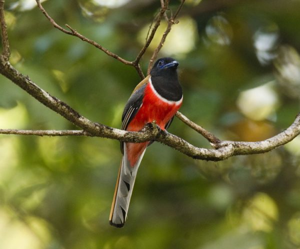 Malabar trogon inp