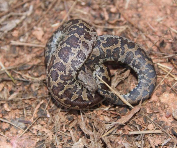 Whitaker's Boa