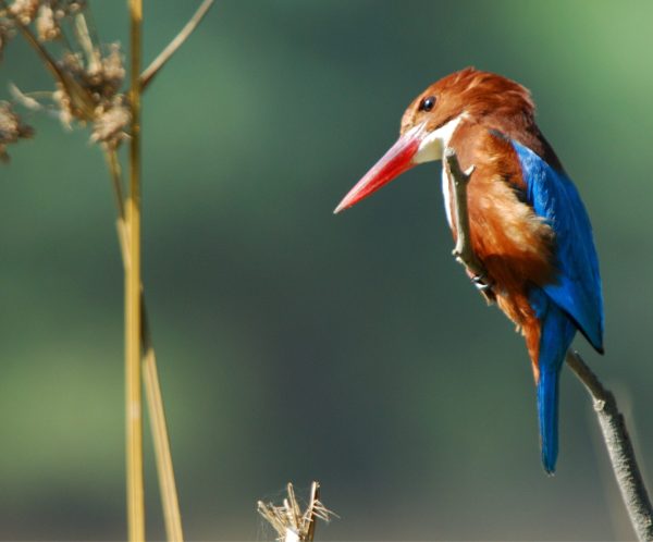 White breasted king fisher