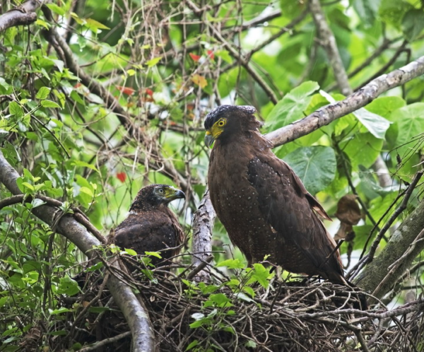 crested serpent eagle nest